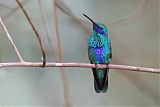 Sparkling Violetear